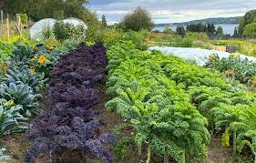 Stadsn&auml;ra gemensamodling -  F&ouml;rs&aring; tillsammans med Jim Holmgren