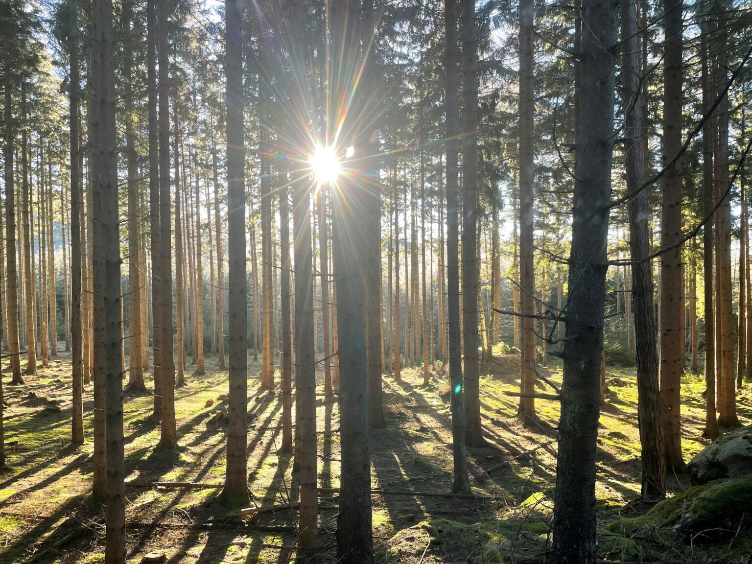 Drakar, j&auml;ttar och andra v&auml;sen