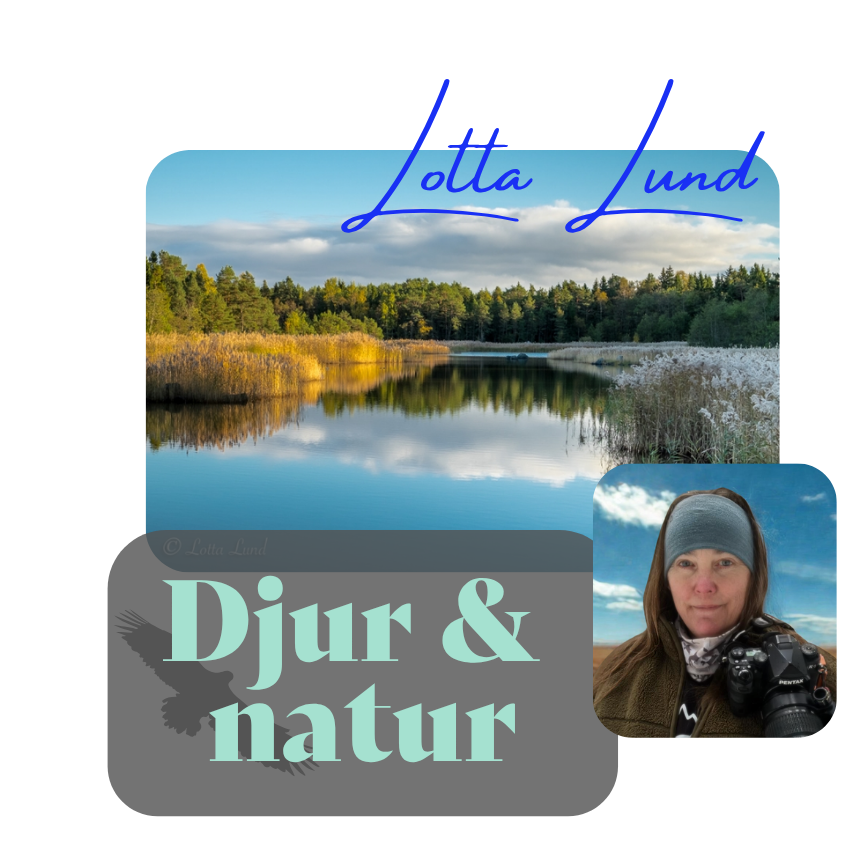 Rubrik Djur och natur Bild på spegelblank havsvik Bild på fotografen Lotta Lund